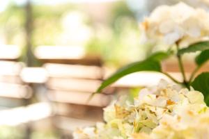 a bunch of white flowers in front of a pile of books at Gasthof zum Schlüssel in Ueberstorf