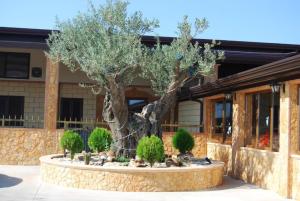 a large tree in front of a building at TENUTA MADRE TERRA RESORT in Ovile SantʼAndre