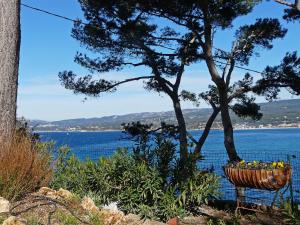 a basket of flowers in a tree next to the water at Apartment Campagne la Source by Interhome in La Madrague