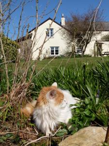 um gato laranja e branco deitado na relva em South Sandpark Cottage em Barnstaple