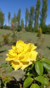 Una flor amarilla con una abeja encima. en Cabañas Aramaití en San Rafael