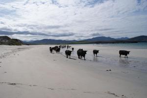 a group of cows walking on the beach at Balnakeil House in Balnakeil