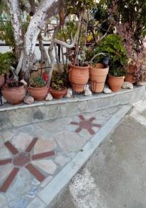a row of potted plants sitting on a stone ledge at Mitsani Country House in Ágios Matthaíos
