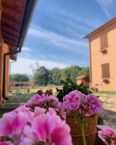 un grupo de flores rosas sentadas en una ventana en La Cascina della Vachina, en Poggio Bustone