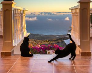 zwei schwarze Katzen sitzen auf einem Balkon und blicken auf das Meer in der Unterkunft CASANTILVIA heated pool paradise in Adeje