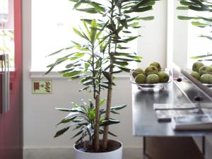 a plant in a pot on a kitchen counter with fruit at Be Mate Casa Di Bava in Istanbul