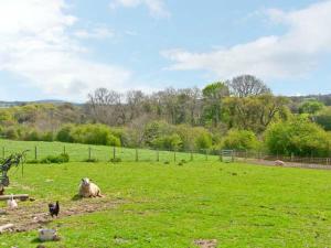 a sheep sitting in a field with a cat at Stone Cottage in Mold