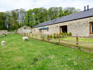 two sheep grazing in a field next to a barn at Poppy Cottage in Lancaster