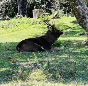 Altri animali domestici presso l'affittacamere o nei dintorni