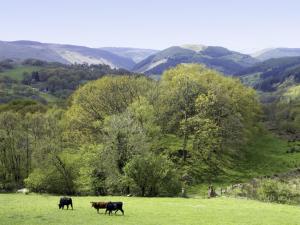 three cows walking in a field with mountains in the background at Ty Isaf Penrhyddion in Betws-y-coed +4 photos
