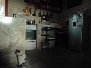 a cat sitting in a kitchen next to a refrigerator at La Casa del Naufrago in Lobitos