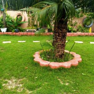 a palm tree in the middle of a grass field at BabaJay Family Home in Dar es Salaam