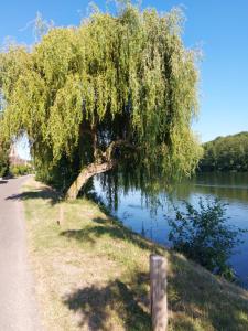 a weeping willow tree on the side of a road at Calme au bord de l'eau in Laroche-Saint-Cydroine