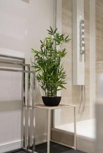 a potted plant sitting on a glass table at Le Victor Hugo Appartement T3 proche Musée Soulages in Rodez +41 photos
