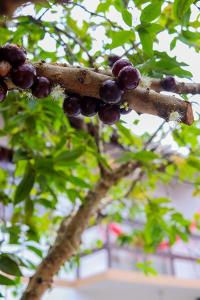 um monte de fruta num ramo de árvore em Apê Jabuticabeira em Pomerode