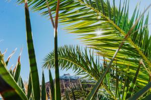 a palm tree with a building in the background at Vithos Seaside Aparthotel in Astypalaia Town