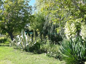 a garden with alot of plants and trees at Casa de campo Las olivas in San Rafael