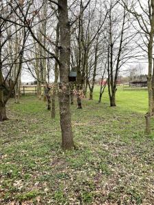 The Woodland في وايبوستون: شجرة في حديقة عليها منزل طيور