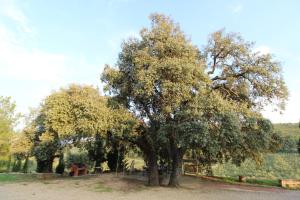 Finca Heredad La Boquilla في Enguera: مجموعة اشجار تقف في الميدان