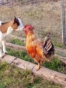 un cane e un pollo in piedi accanto a una recinzione di Al Mostarolo a Berceto
