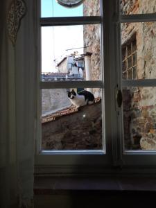 a cat sitting on a ledge looking out of a window at La Tosca Rooms in Lucca