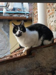 un gato blanco y negro sentado en una cornisa en La Tosca Rooms, en Lucca