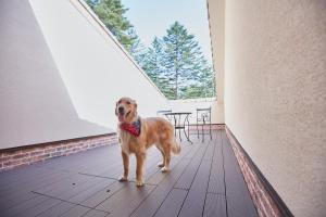 a brown dog standing on a wooden floor in a room at Le Chien Kyukaruizawa in Karuizawa
