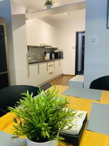 Kuchyňa alebo kuchynka v ubytovaní Apartament Zdrój Lądek