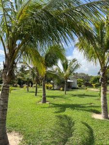 a group of palm trees in a field of grass at KANAHA BEACH VILLA in Icaraí
