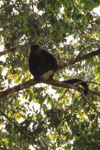 a black bird sitting on a tree branch at Finca Ardilla Jungle Lodge in Cocles