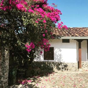 un árbol con flores rosas delante de una casa en Casa Santamaria Hotel Campestre, en Jericó