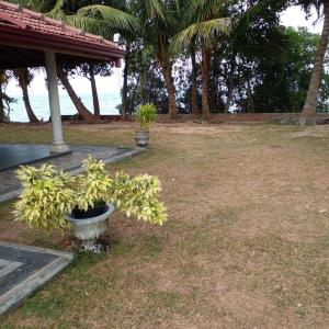 a plant in a pot on the grass near the ocean at Joy Lagoon Residence in Negombo
