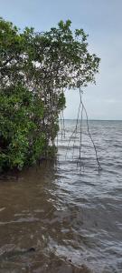 two trees in the water on a beach at Joy Lagoon Residence in Negombo