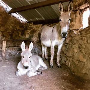 two donkeys standing next to each other in a barn at Camping de la ferme aux ânesses, mobil home sofia2 in Bressuire