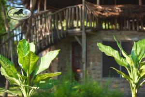 deux plantes vertes devant un bâtiment dans l'établissement Baker Safari Company, à Kwangwazi