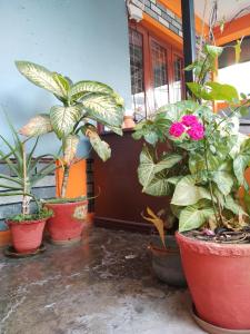um grupo de plantas em vasos num quarto em Paramount guest house em Pokhara