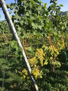 a bunch of grapes in a vineyard at Landpension Gschwantner in Lengenfeld