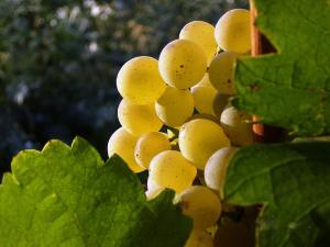 un montón de uvas blancas en una vid en Asbacher Klosterkeller en Stratzing