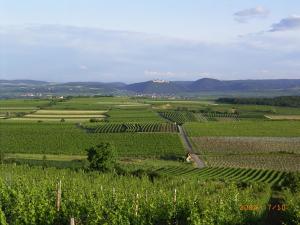 un viñedo con una carretera en medio de un campo en Asbacher Klosterkeller en Stratzing