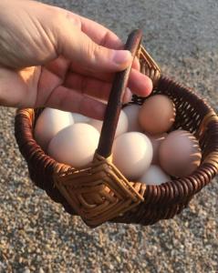 una persona che tiene in mano un cesto di uova con un pipistrello di Chambres et table d'hôtes les grivottes a Boulleret