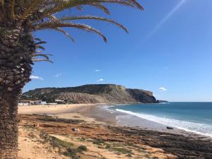 a palm tree on a beach next to the ocean at Sea Light Seaview Vista Mar Apartment - Luz, Lagos in Luz