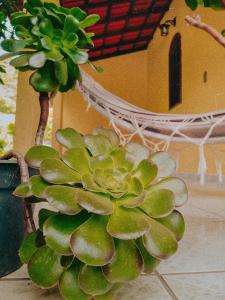 Vrt pred nastanitvijo Casa com Flores