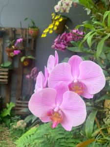 沙帕達－杜斯吉馬朗伊斯的住宿－Casa das Flores，花园里的一群粉红色花