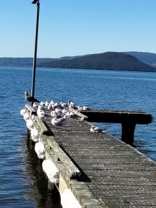 Gallery image of Amberly House Rotorua in Rotorua