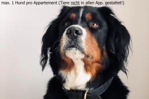 ノルダーナイにあるAppartementhaus Meeresburgの襟をつけた黒褐色の犬