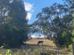 um cavalo parado num campo com árvores em De'Vine Escape em Dixons Creek