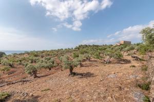 een groot veld met bomen op een rotsachtige heuvel bij Deià semi-detached sunny country house, near GR221 in Deia