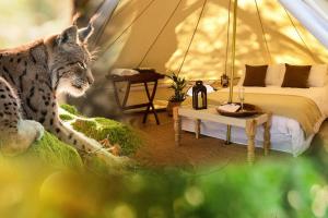 a lynx standing next to a bed in a tent at Cocoon Village - Glamping - Domaine des Grottes de Han in Rochefort