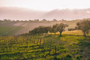 un vigneto con alberi e un campo di colture di Agriturismo Emidio Pepe a Torano Nuovo