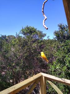 Animales en la casa o chalet o alrededores